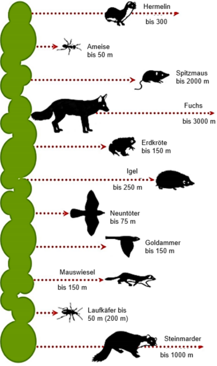 Hecke links, Silhouetten verschiedener Tiere rechts mit Angaben ihrer maximalen Strecken (Meter)